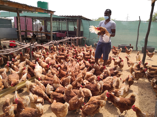 A chicken in every pot... sky is the limit for budding poultry farmer