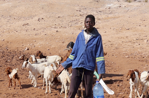 Livestock carnage as drought causes hardship