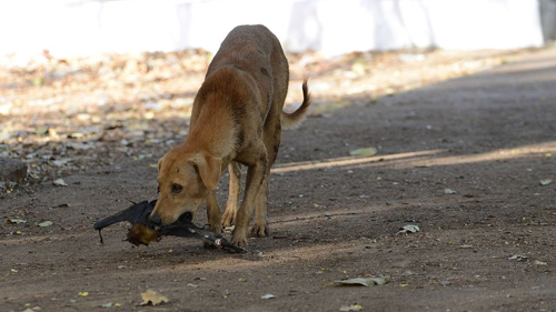 Rabies: A deadly zoonotic viral disease