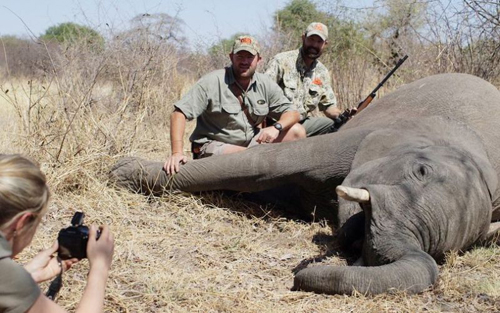 Liquidation sends trophy hunting into tailspin… foreign airlines likely to continue transportation ban