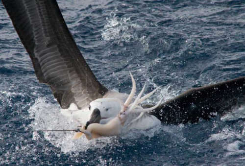 Seabirds killed in Namibian fisheries down 98%