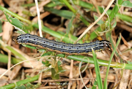 Farmers worried after army worms invade crops