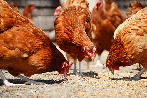 The importance of phase feeding in chicken production