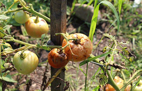 Crop diseases and their control measures