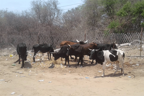 Zambezi battles FMD… over 70 000 cattle vaccinated