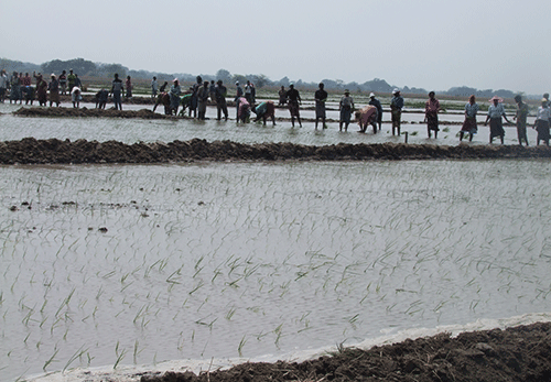 Kalimbeza rice project limps along 