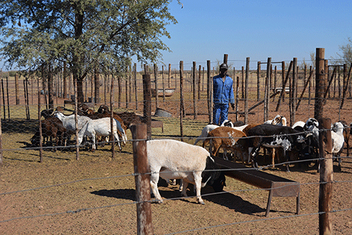 Basic considerations on livestock handling