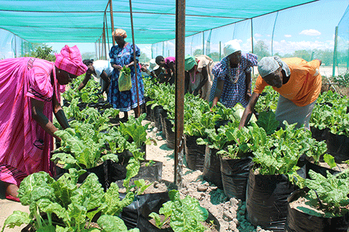 Omusati youth urged to tap into agriculture potential
