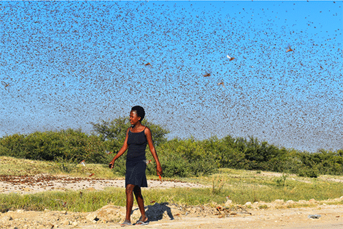 Battling Namibia’s worst locust crisis...African migratory locusts threaten livelihoods