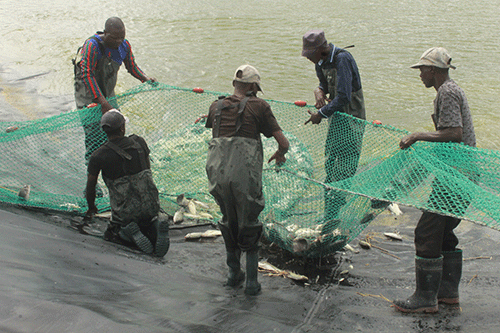 Fisheries continues to support aquaculture projects