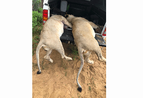 Farmers put down livestock-attacking lions