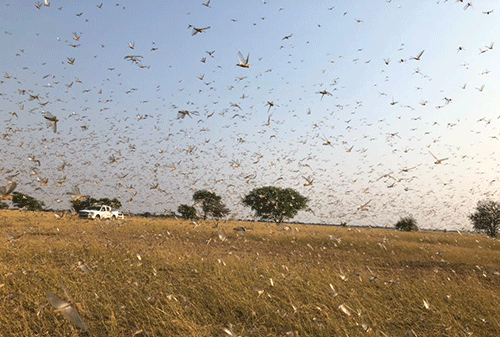 Locusts stopped in their tracks