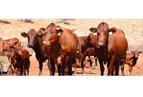 Farmers urged to market cattle with Meatco 