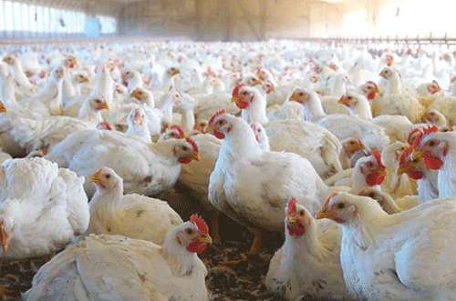 Poultry association plans ahead