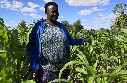 Women grow vegetables to eke out a living