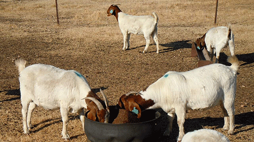 Livestock: Preparing for the cold, dry season
