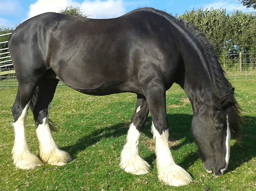 STRANGE BREED: The Shire horse, a giant breed