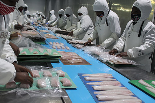 Government approves hake catch
