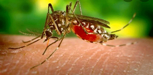 Southern Africa welcomes malaria vaccine