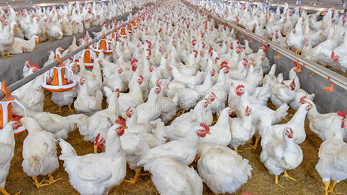 Poultry production considerations