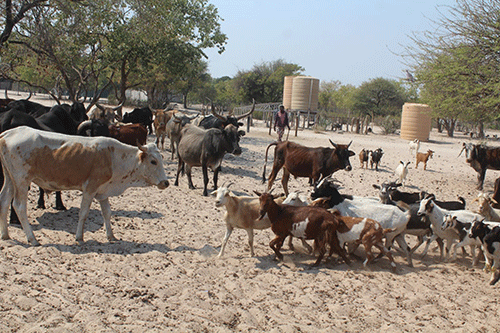 Selection is key to optimal livestock performance  