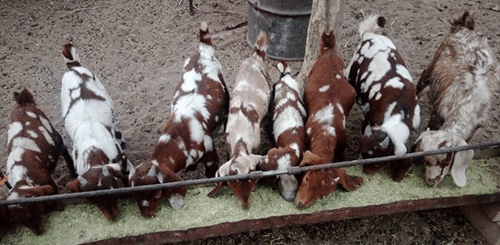 Experimental farming takes new drive...as Veld Goat courts Boer Goat