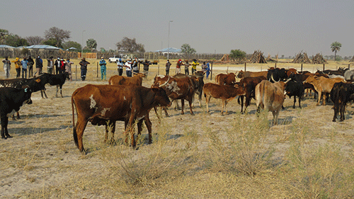 Ondonga recovers 32 suspected stolen livestock