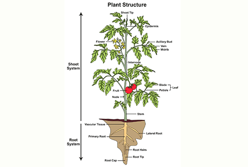 The basic form and structure of plants