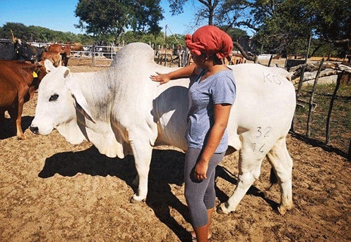 Rochelle’s love for the White Brahman ...redefining traditional farming roles