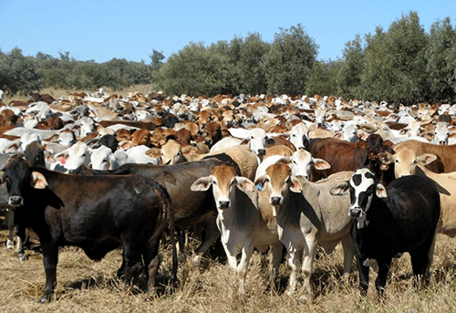 Omaheke farmers lose millions to stock theft