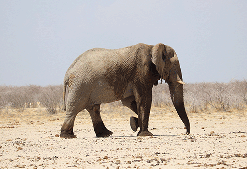 Conserving wildlife in Africa… conservation success impossible without international hunting