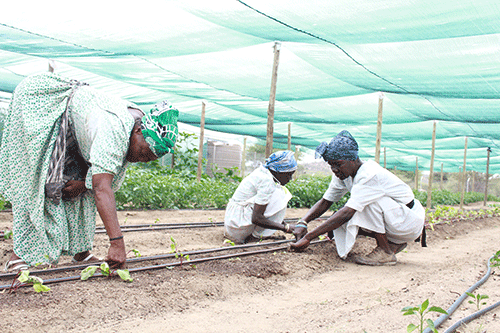 Women in agriculture urged to up their game 