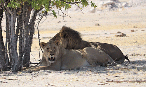 Govt spends N$27m on human-wildlife conflict