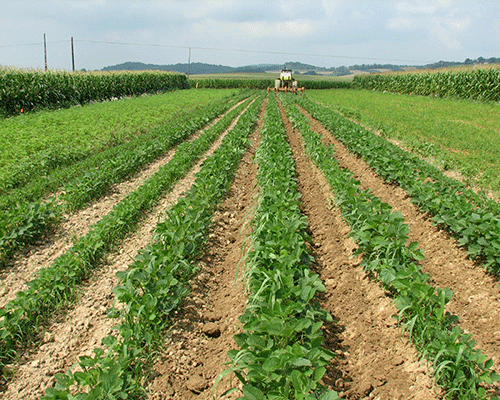 Why crop rotation is important