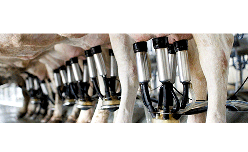 Govt again mulls restrictions on dairy imports