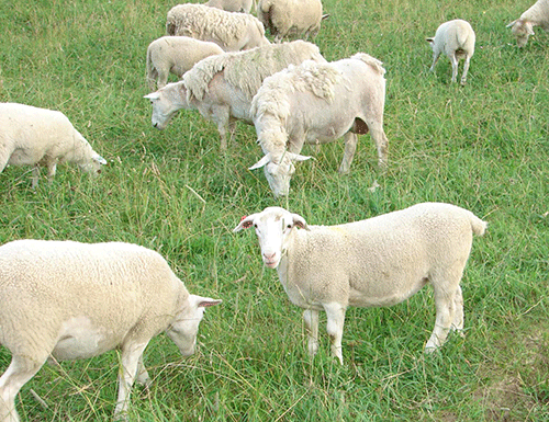 Raising Dorper sheep: What you need to know