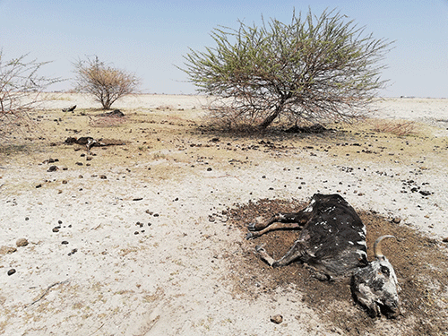 Namibians need to prepare for climate change