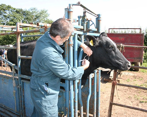 Avoiding tuberculosis in cattle