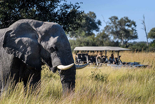 SADC ‘ignores’ wildlife conservation … as Covid pandemic cripples tourism