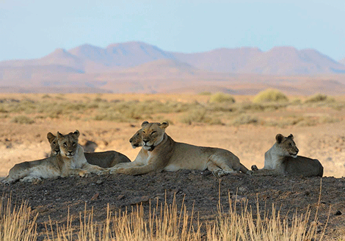 N$3.5m paid to human-wildlife conflict victims