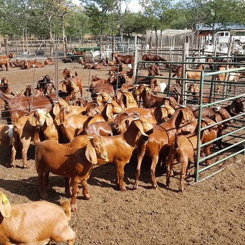 How to breed profitable goats