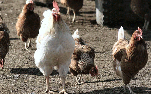 Brazil, EU dump poultry in SACU …implications and lessons for Namibia