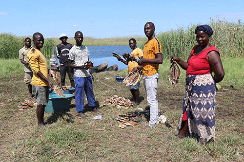 Popular Zambezi bream under threat