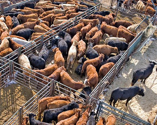Beef market showing signs  of recovery 