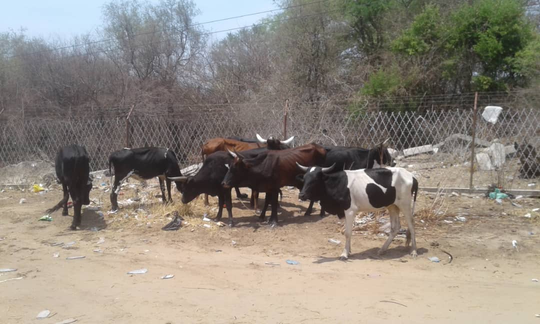 Cross-border bandits steal cows for lobola 