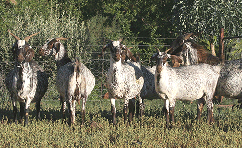 Indigenous veld goat thrives under harsh conditions