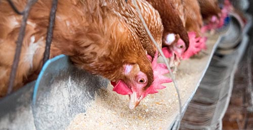 SACU, EU claim poultry victory