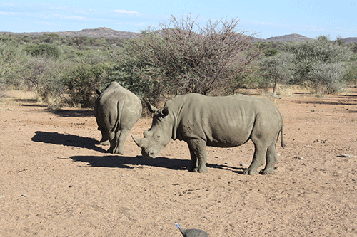 Namibia agitates for rhino hunting
