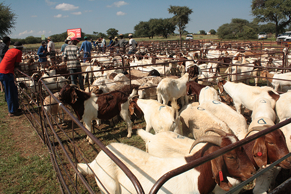 More cattle marketed during October
