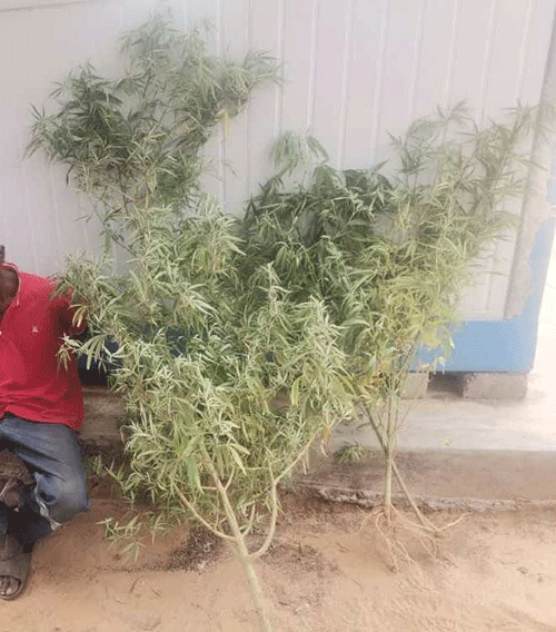 Man arrested over cannabis plants, seeds